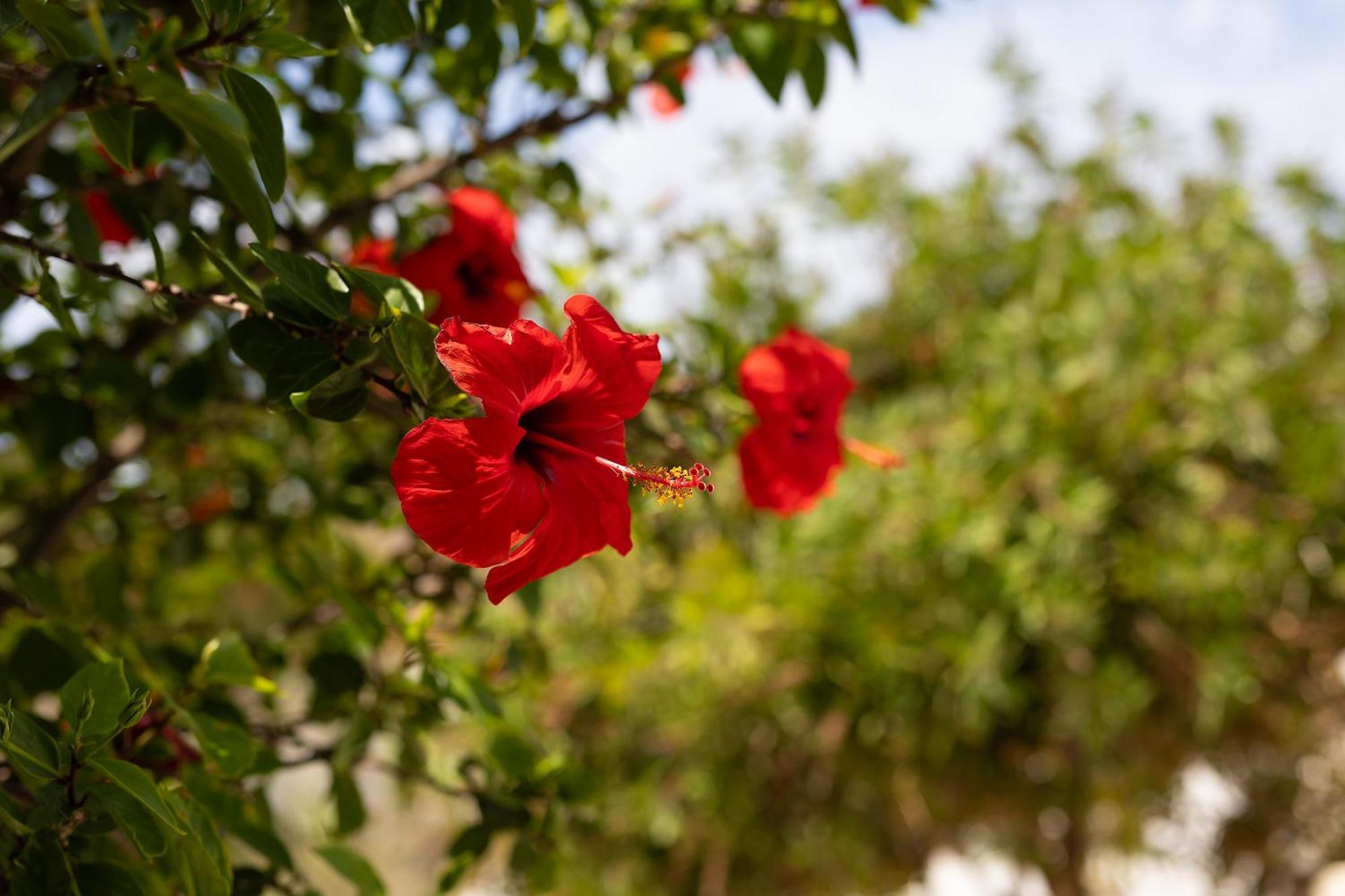 Villa Porto Rondo Agios Prokopios (Naxos) Exterior foto